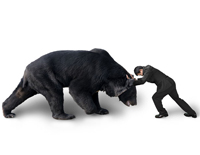 38364989 - businessman fighting against black bear isolated on white background